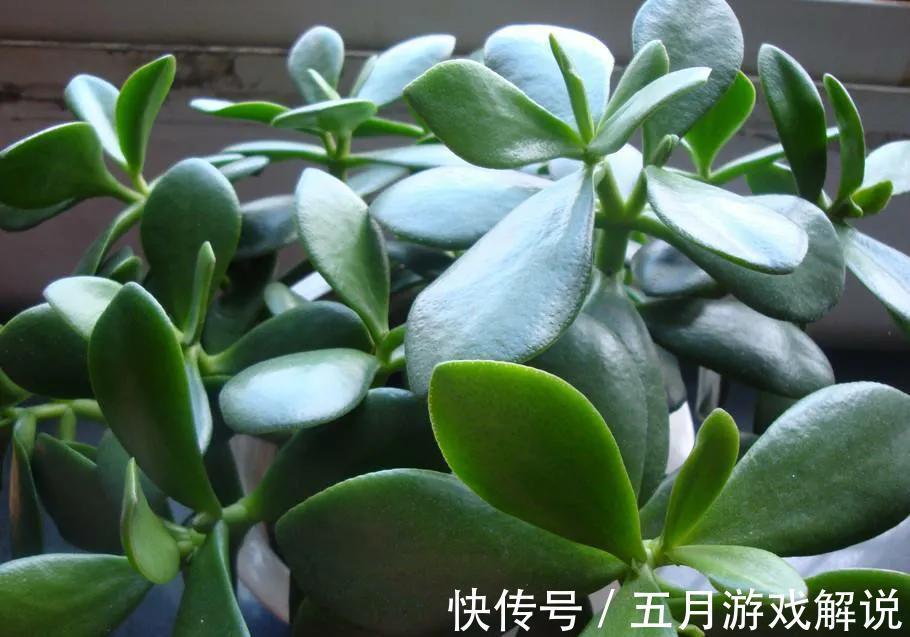 玉树很好养,做好这几件事,叶片肥美亮丽,长成霸王树,漂亮