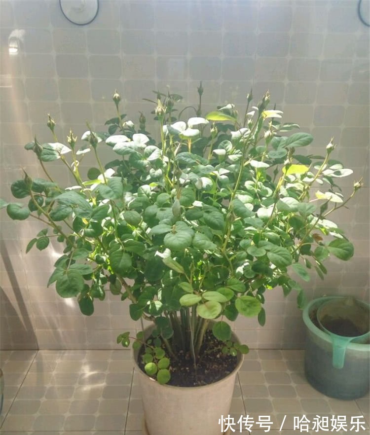 养月季,协调好3地方,月季越长越旺盛,一年四季花开不断!