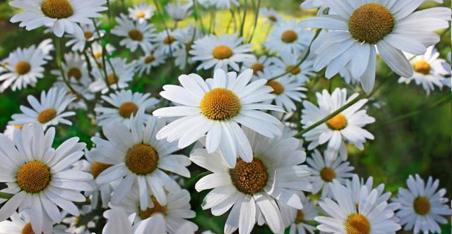 扶桑花|才知道,以下的花,养殖简单,开花漂亮,花期还长,一定要养几盆