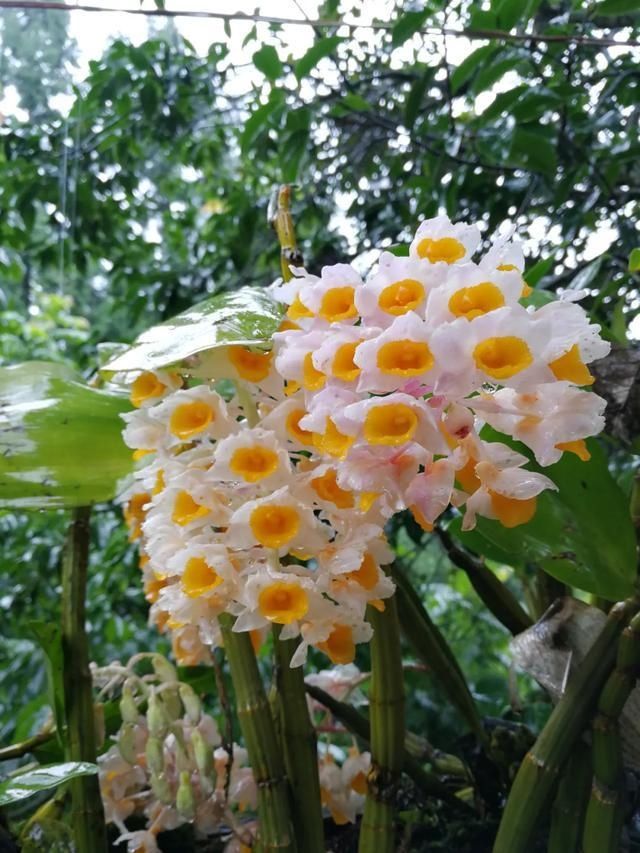 还魂草|“仙斛兰韵”的石斛花