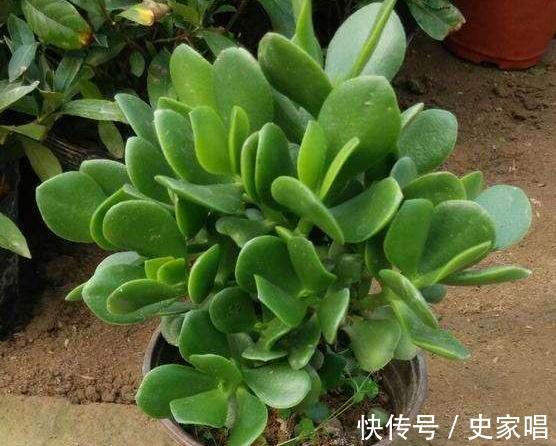 家里有此4种花，安全过冬有技巧，越勤快越容易死，快瞧瞧吧