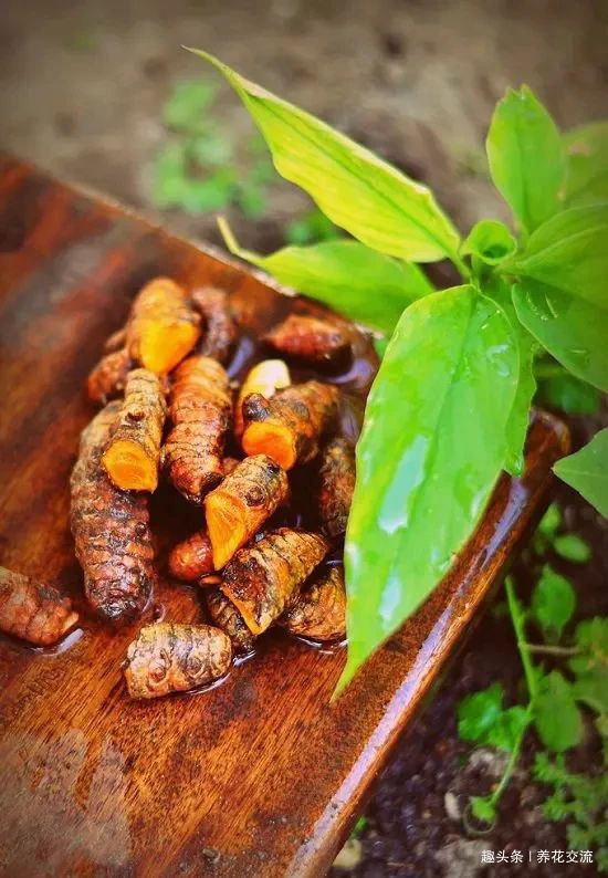 在家里养花时,肥皂水、鸡蛋壳或煮菜的水别丢,是可以用来养花的