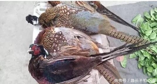 在缅甸集市上卖的东西千奇百怪,胆子小的人不要乱逛!