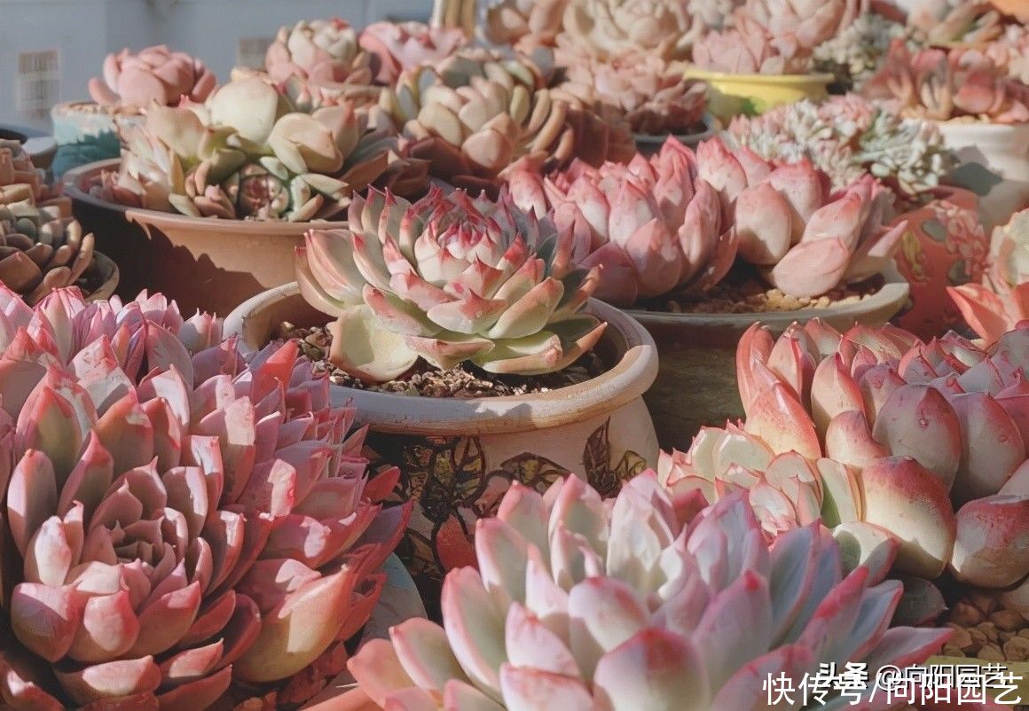 多肉|最好养的景天科多肉，种到土里不用管，毛细根蹭蹭扎到土里