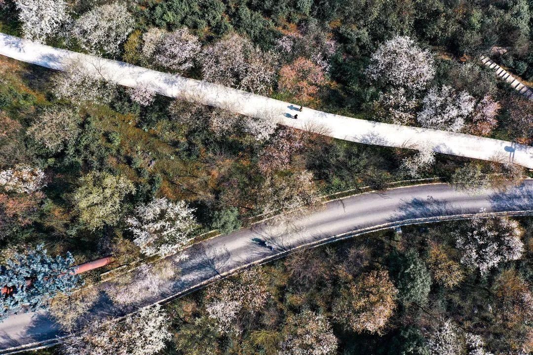 老年|云龟山万亩野樱花怒放，简直美到犯规！