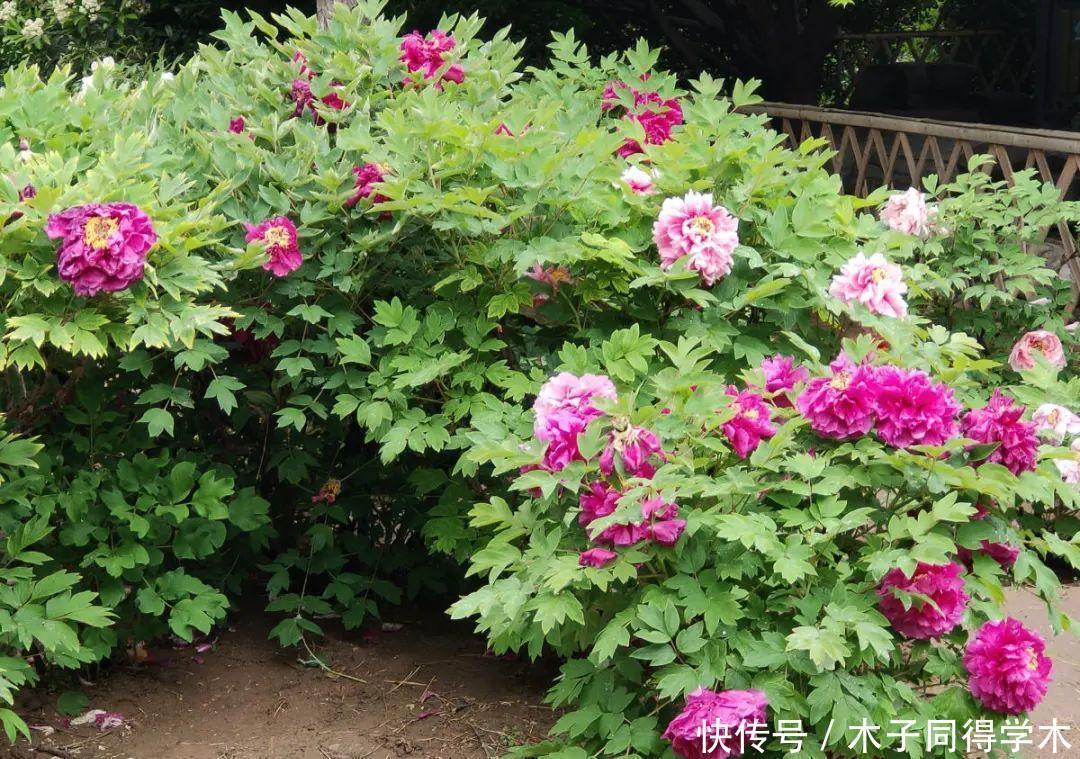 马上进入花期的花,10天一次肥,下个月就开花