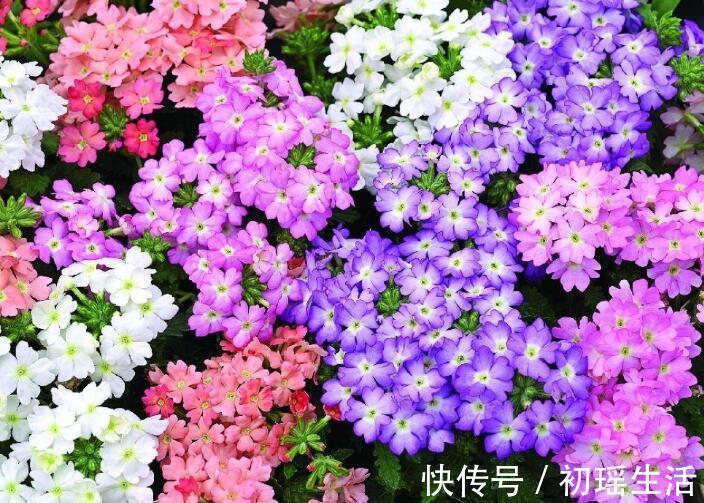 夏季易爆盆的“4种花”,现在开始养,美翻你的阳台!