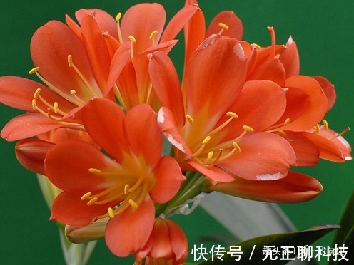 张大爷养护君子兰的秘籍,活学活用,再也不怕生病,开花鲜艳!