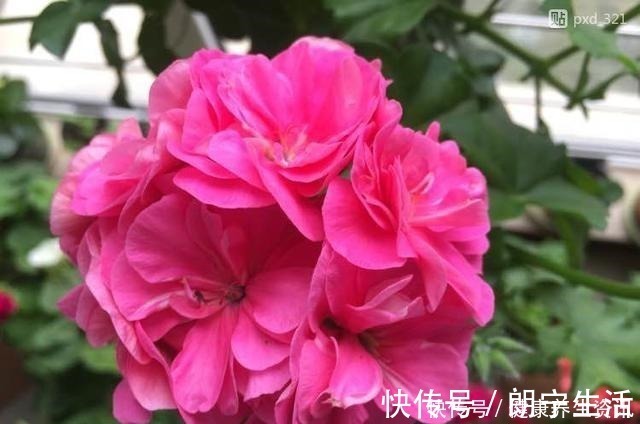 香味|开花漂亮，花期长又勤花，连叶子都带香味，这种花值得养！