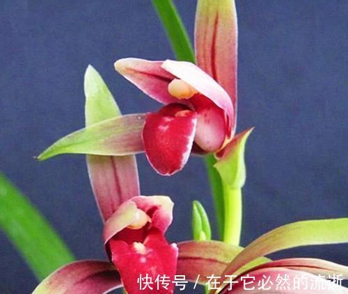 兰种|这2款难得一遇的珍品兰花，花色美艳，花型稀少，新手都能养好