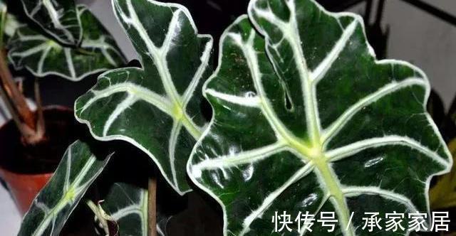 花友|3种有品位,有格调的绿植,养在家里很吸睛