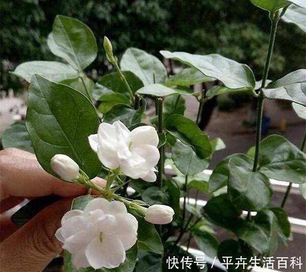 养好茉莉花，4个步骤缺一不可，花开满盆，一茬接一茬