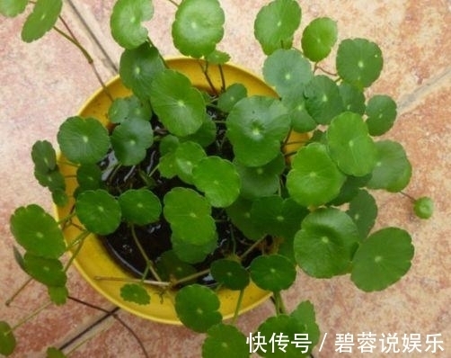 客厅|这3款“植物”再穷也要买，摆在客厅旺运也“旺家”，不要再错过