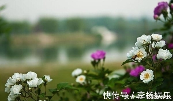 东坡$六首古诗词,写尽岁月静好,读后让人安静从容