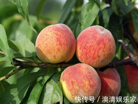 果农|果农偷偷告诉我,买桃子就挑“公”的,一挑一个准,脆甜又天然!