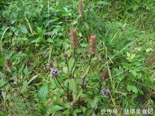 野草|农村里常见的野草不仅能治病救人，更是白头发的克星