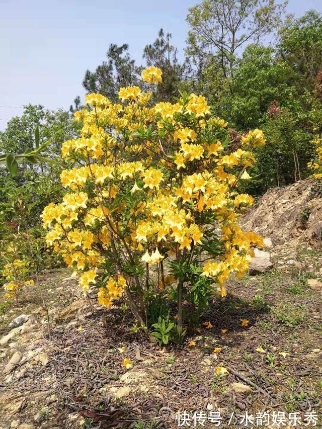 黄花茉莉|8种“小毒花”，叶子毒性大，家里若养着，光看别动它