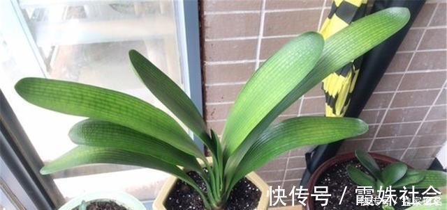 难题|养君子兰,添3“东西”,解决3“难题”,叶子常年油绿发亮
