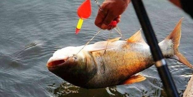 钓鲢鳙选择海竿还是手竿?自配饵料怎么做?这些窍门你了解吗