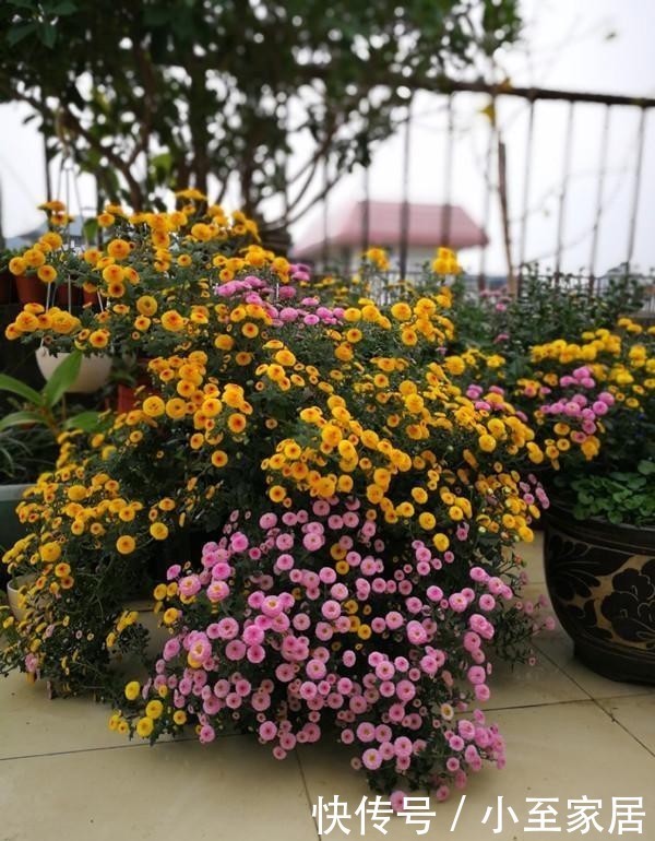 新宠|小米菊,阳台盆栽“新宠”,观赏价值高,多季节开花,养护也不难