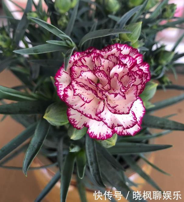 入药|家里阳台上多养几盆康乃馨,可送母亲、可入药,盆栽需谨记4点