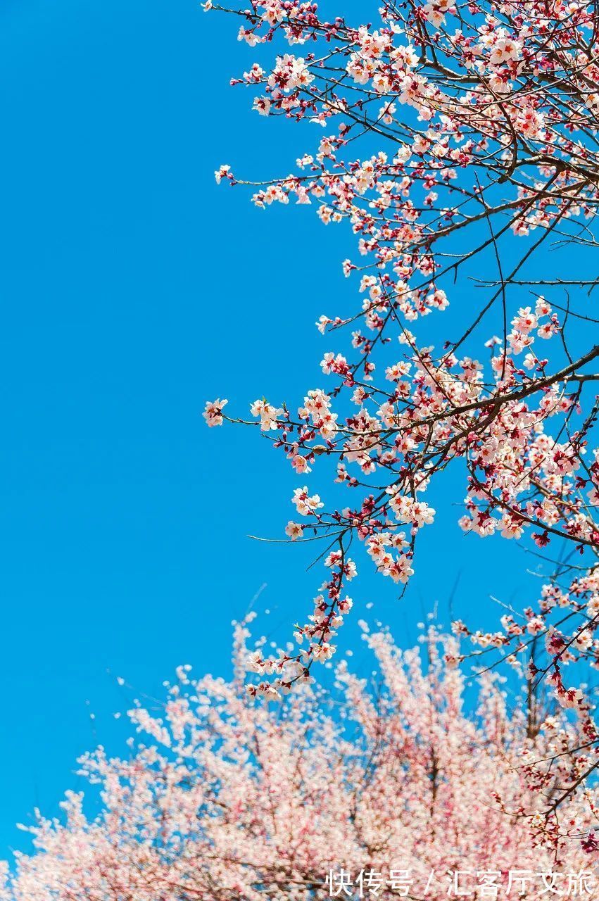 米堆冰川|雪域江南，醉美林芝，如果可以，2022的春天一起相约桃花节！