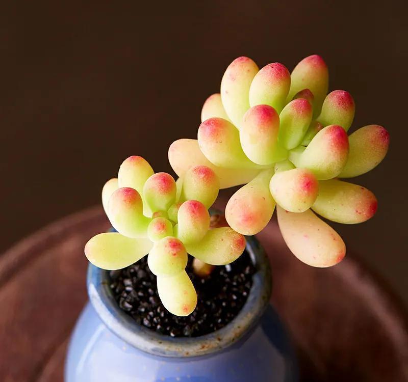 多肉长出小崽崽，不要做此件事，不然后悔都来不及