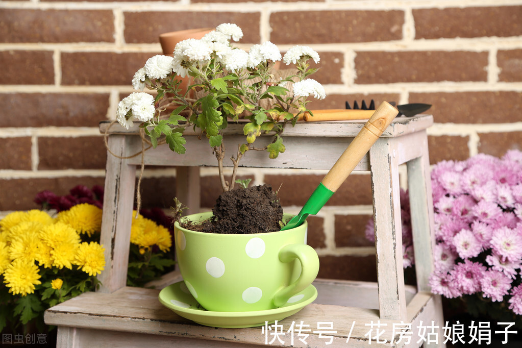 旺盛|想要养好花,记住这3个口诀,照着养,盆盆旺盛