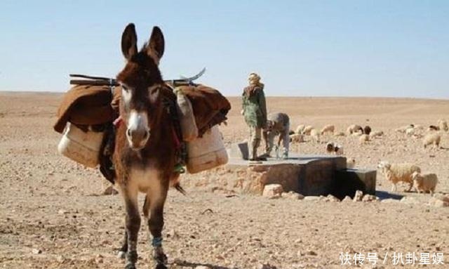 启示|《黔之驴》:从“黔驴之死”谈谈这则故事对人的启示