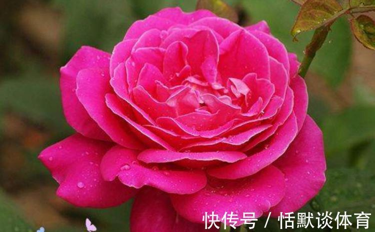 “珍稀玫瑰”汤姆奥桑特,水果香味,花期超长,可以说是养花首选