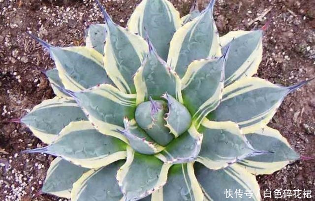 龙舌兰科|春天养龙舌兰,只需做1件事,一盆变多盆,很快成龙舌兰“大户”