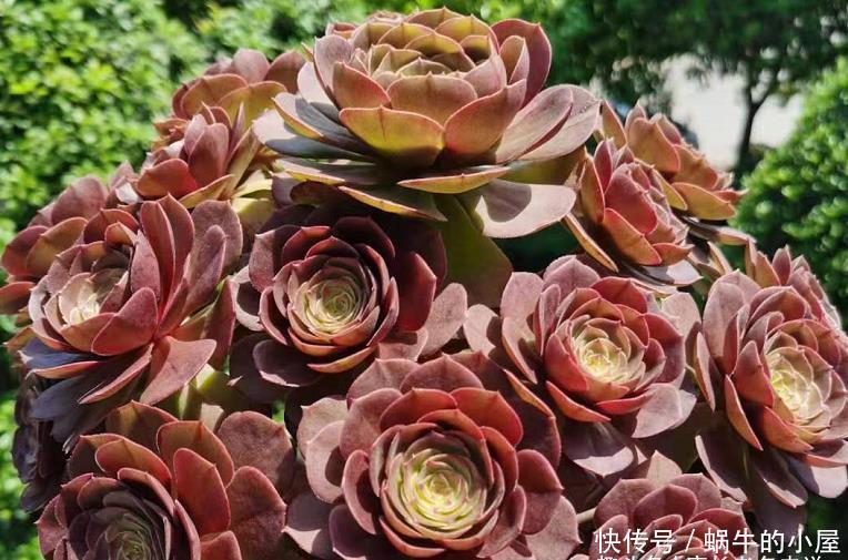 叶片|多肉法师的叶片暗淡无光原因很多,并非只有缺肥才会出现这种情况