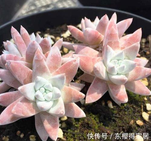 这些多肉叶插不活不怪技术,即使生根也难长新叶,别白费力了!