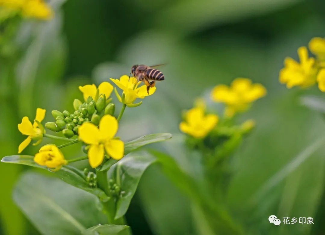 春天的“课代表”——油菜花开了！