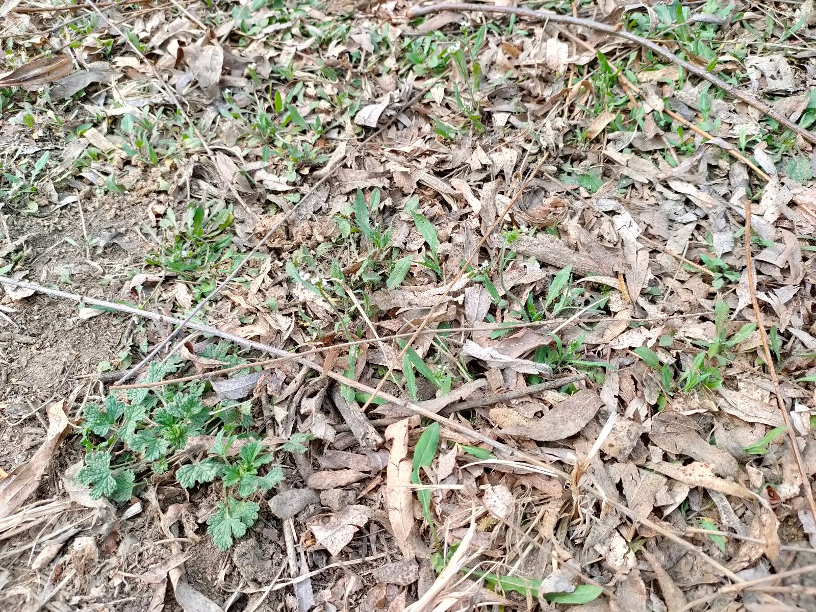 春天，野菜记得吃“4鲜”，口感鲜嫩野味浓