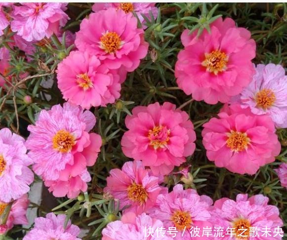 阳台养盆它，比多肉还好养，开花五颜六色，四季有花看