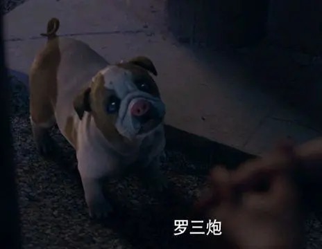 斗罗大陆真人版：罗三炮形态出现，是宠物狗身上，按一个猪鼻子
