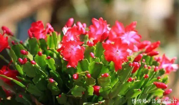 旺盛期|蟹爪兰这么浇水,不仅不死,反而长的更好了