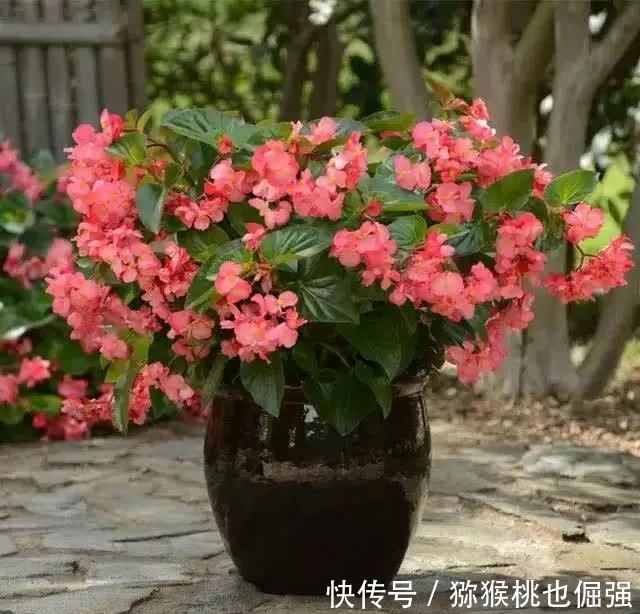 家里养盆四季海棠,一年可以开三次花,花期长达200天