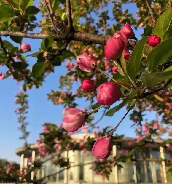 院子里别乱种树,海棠“富贵满堂”,桂花“出贵子”,旺运添福