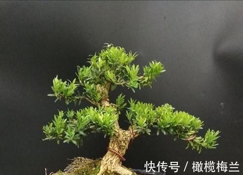 皱皮黄杨,冬季注意几点叶片葱翠生机盎然