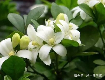 最喜欢夏天的三种花,越淋雨水长的越猛,轻松花开爆满盆