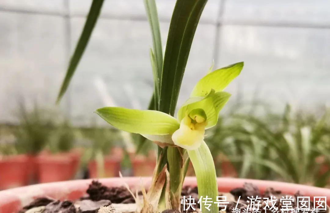 兰花春化的技巧，谨防花苞在冬眠期复苏，新手兰友想做却不敢做