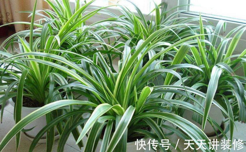 草木灰|秋天能收集到的“养花宝”，这4种一样都不能错过