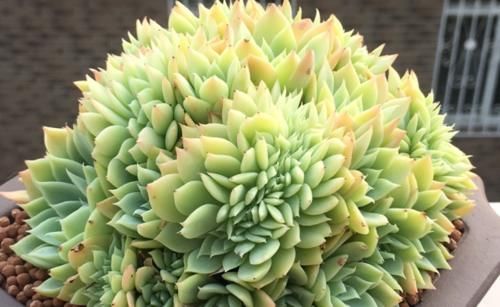 叶插的多肉小苗缀化了？那要正确养护，要不然它会长得乱七八糟的