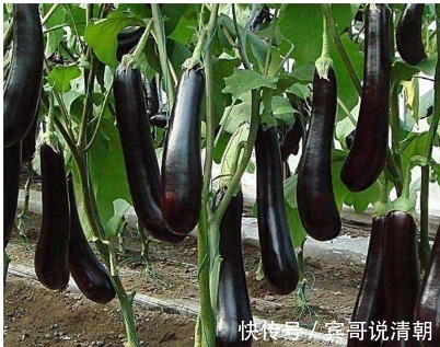 茄子营养丰富，做法多，但此种家常做法易伤身