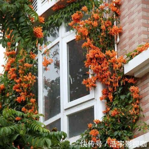 她家院子里开满了花，像一个小花园，好想去赏花，真美！