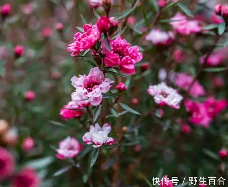 几种花养在家里，一整年都有好运气，花开美翻天，大家都抢着买