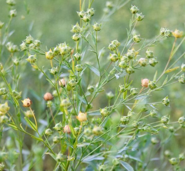 无糖零食|糖尿病人嘴馋不用忍着这几款无糖零食,狂吃也不会升血糖