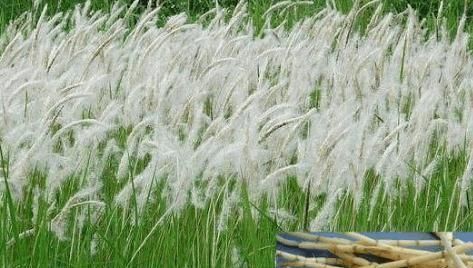 农村墙角的一些野菜,有抗菌、解热、消炎、明目等作用